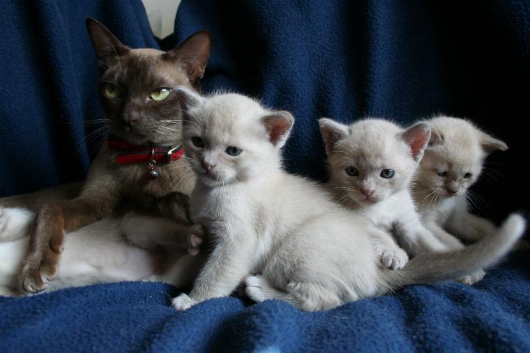 Adniobu Prada Princess and her kittens